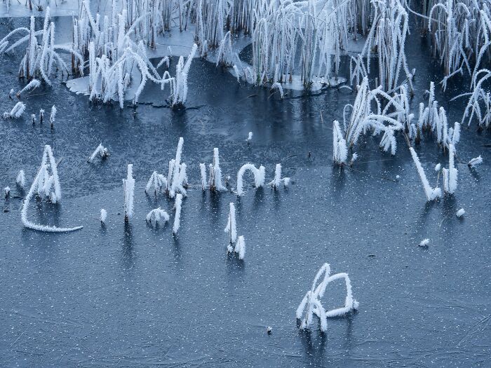 Frosted reeds protruding from dark frozen lake in Natural Landscape Photography Awards image.