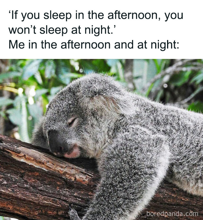 Relatable animal memes display a sleeping koala resting peacefully on a tree branch.