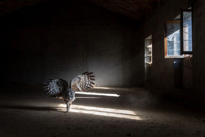 An owl spreading its wings inside a dark abandoned building, Ournature Environmental Photo Awards 2026.