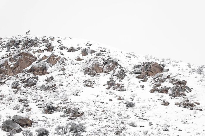 Coyote standing on a snow-covered rocky hill featured in Ournature Environmental Photo Awards 2026