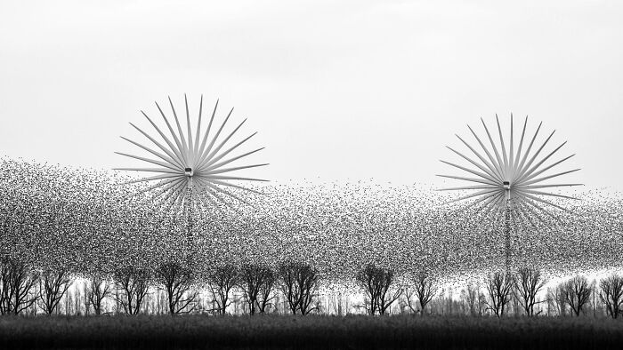 Flock of birds flying near wind turbines in an entry for the Ournature Environmental Photo Awards 2026.
