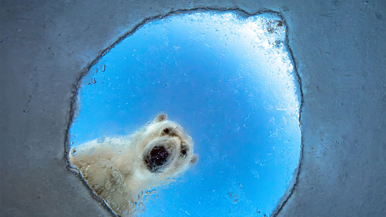Top 20 Images From GDT’s 2026 European Wildlife Photographer Of The Year Contest