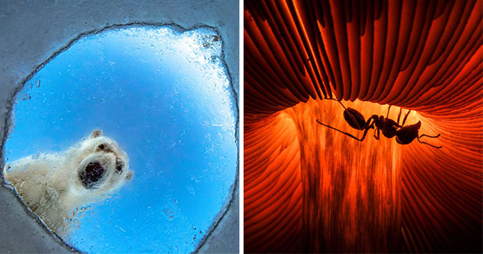 20 Remarkable Wildlife Photos Selected As Winners Of The GDT’s 2026 Competition