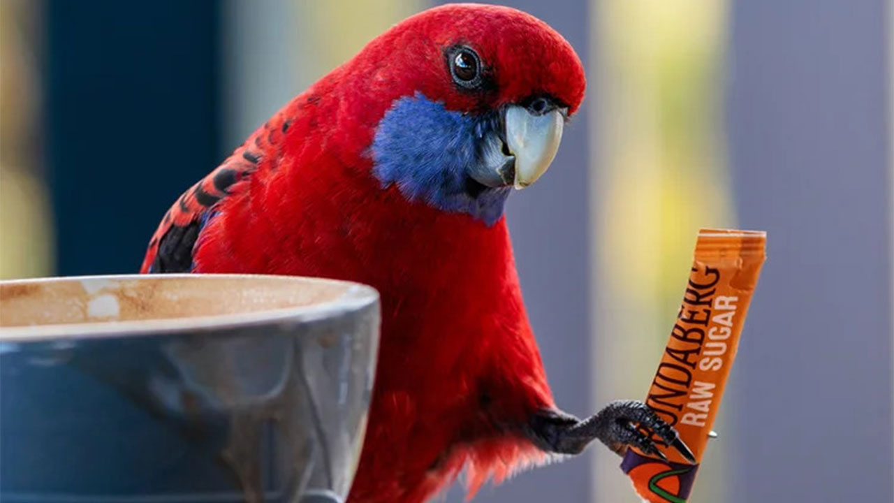 25 Of The Best Bird Photos From The 2026 BirdLife Australia Photography Awards