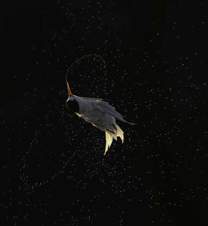 Birds In Flight: Mid Flight Glisten By Louie Owen