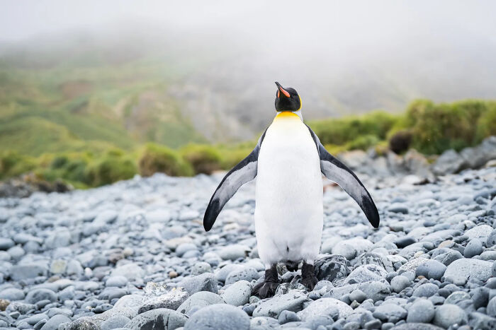 Portfolio Runner-Up: Life Of A King By Sabrina Velasco
