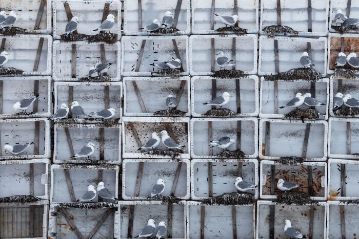 Seagulls nesting in stacked white plastic crates, submitted to the Environmental Photo Awards.