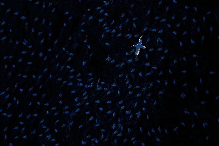 Single white bird flying over a dark flock in the ocean, featured in Ournature Environmental Photo Awards 2026.