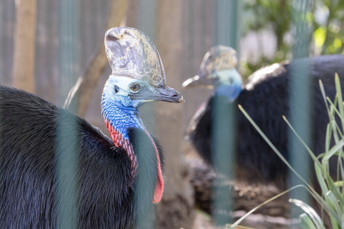 Two southern cassowaries behind a thin fence at Adelaide Zoo.