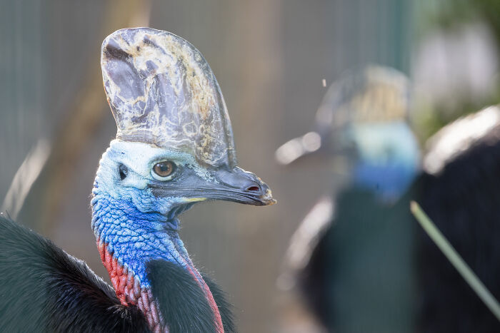 Profile shot of a cassowary bird couple at Adelaide Zoo with another in the background