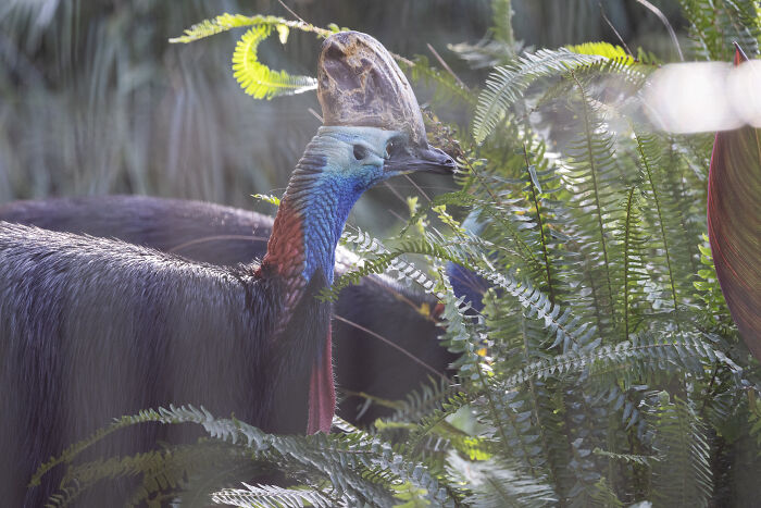Cassowary head and neck visible among green ferns and tropical foliage at Adelaide Zoo.