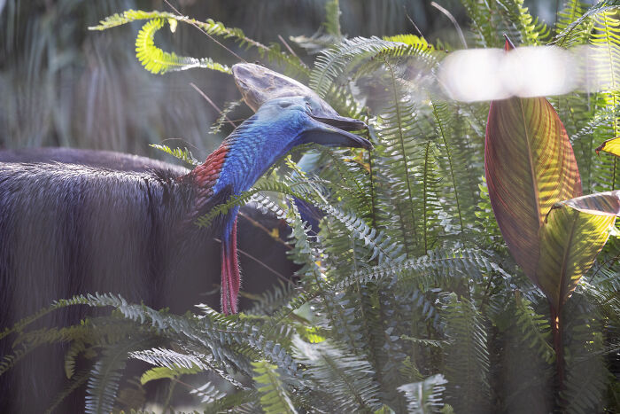 A vibrant cassowary bird peeking through lush green ferns at Adelaide Zoo.