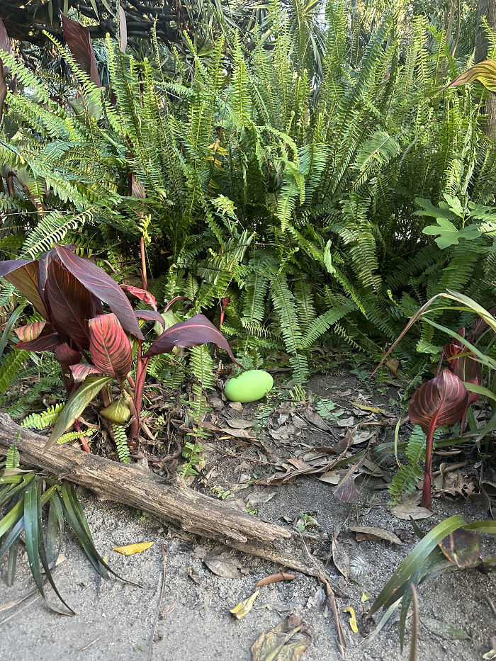A single bright green cassowary egg tucked among lush green plants