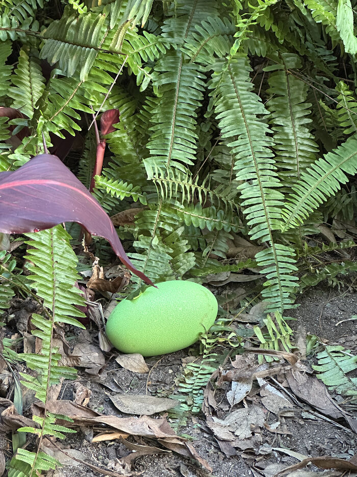 Close-up of a bright green cassowary egg resting on leaves and soil near ferns at Adelaide Zoo.