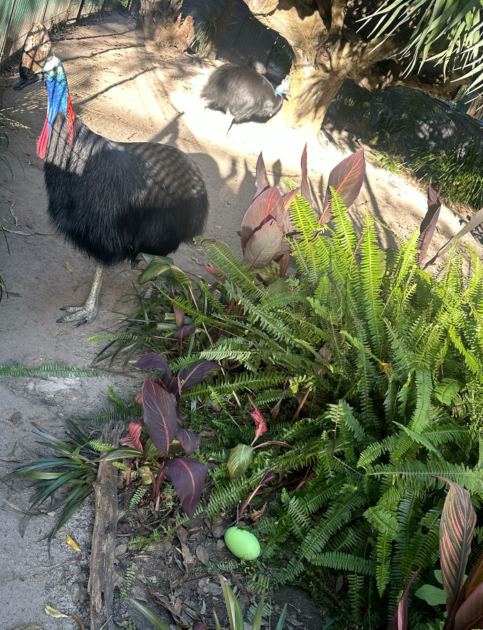 Southern cassowary standing near lush plants and a green egg in Adelaide Zoo enclosure.