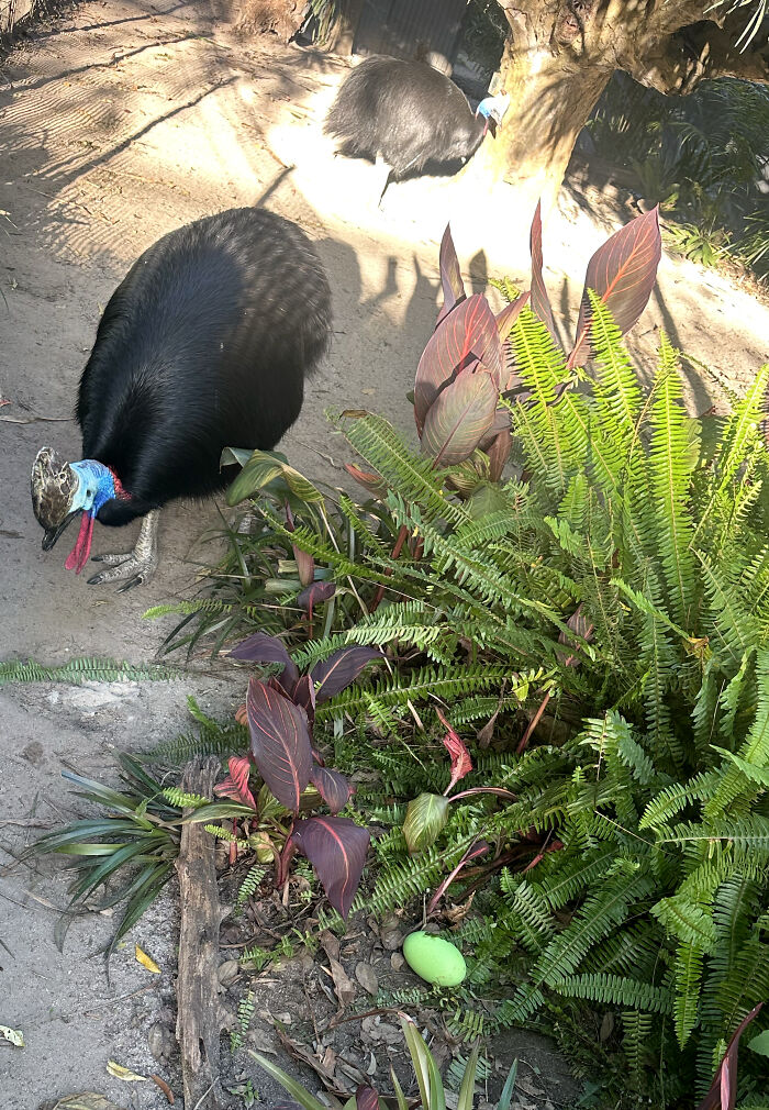 Cassowary walking near a vibrant green egg laid in its lush enclosure at Adelaide Zoo.