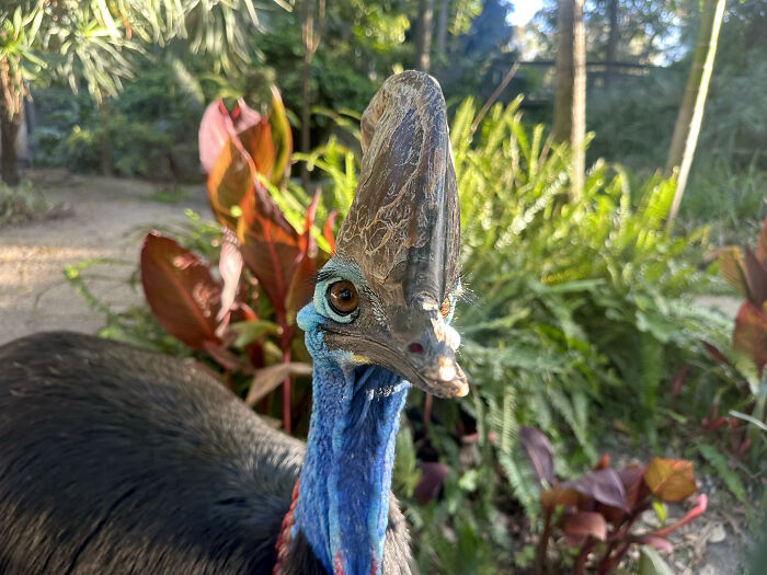 Front view portrait of a cassowary with vibrant blue neck and large casque at Adelaide Zoo.
