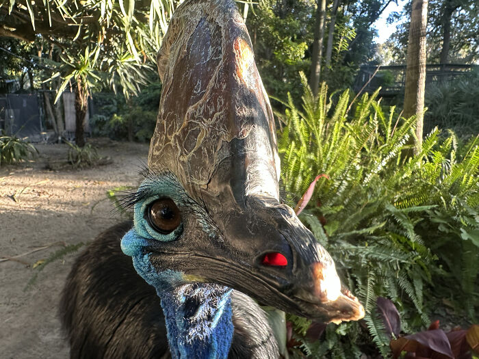 Close-up of a cassowary showing its distinctive blue neck and helmet-like casque