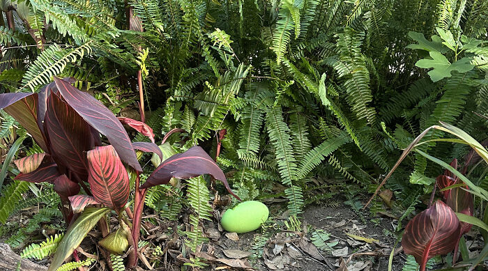 Vibrant green cassowary egg resting in tropical foliage at Adelaide Zoo