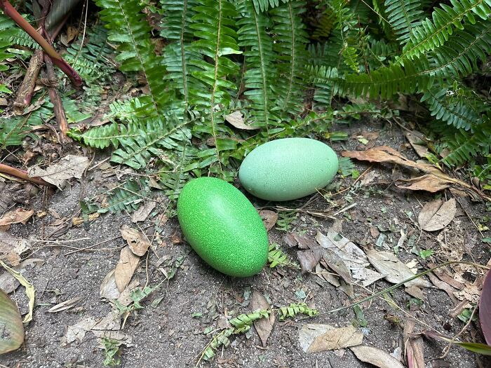 Two large green eggs laid by a cassowary couple on the ground near ferns
