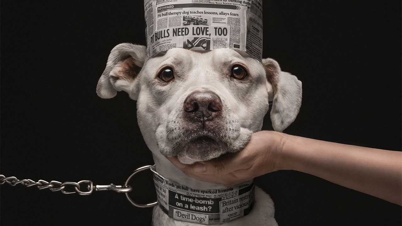 18 Winning Photos From The 2026 Dog Photography Awards That Capture Dogs At Their Best