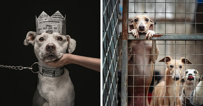 18 Winning Photos From The 2026 Dog Photography Awards That Capture Dogs At Their Best