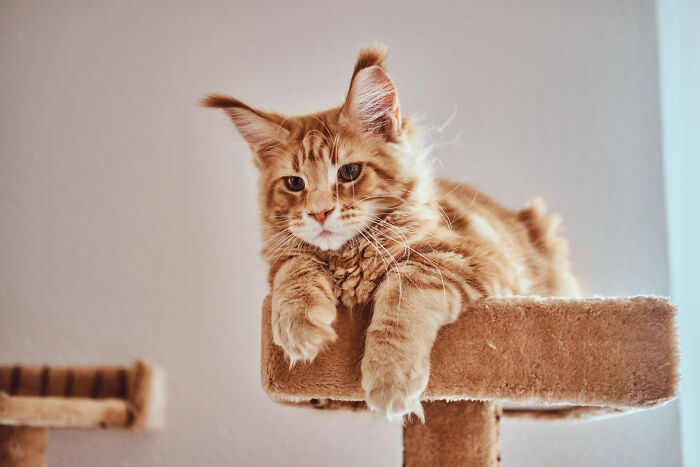 An orange tabby cat sitting on a scratching post, representing pet custody in divorce stories.