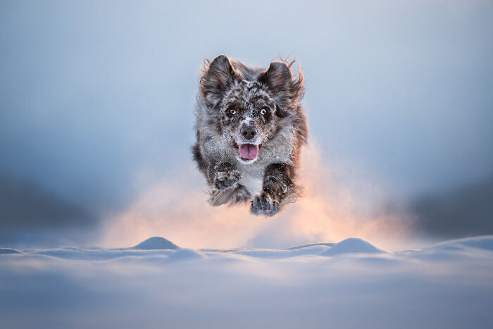 A energetic dog leaping through deep snow, featured in the Dog Photography Awards.