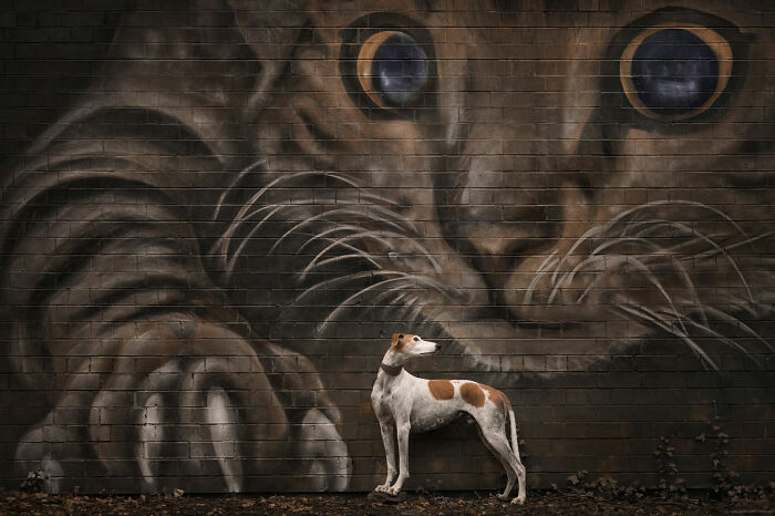 A greyhound standing in front of a giant cat wall mural, entry from the 2026 Dog Photography Awards.