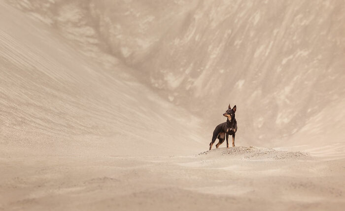 A small dog stands on a desert sand dune, featured in the 2026 Dog Photography Awards.