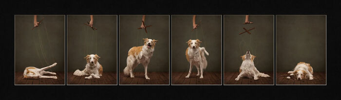 A collage showing a dog controlled like a puppet, an entry in the 2026 Dog Photography Awards.