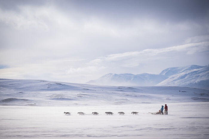 A sled dog team pulling a sled across a vast snowy landscape, from the Dog Photography Awards selection.