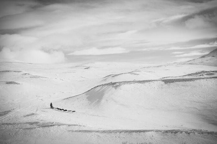 Dog Photography Awards entry featuring a dog sled team traversing a snowy mountain landscape