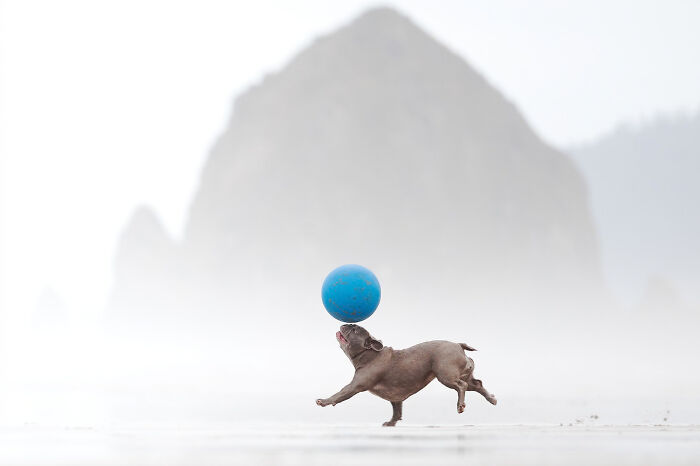 A dog balancing a large blue ball on its nose on a foggy beach, an entry for the Dog Photography Awards.