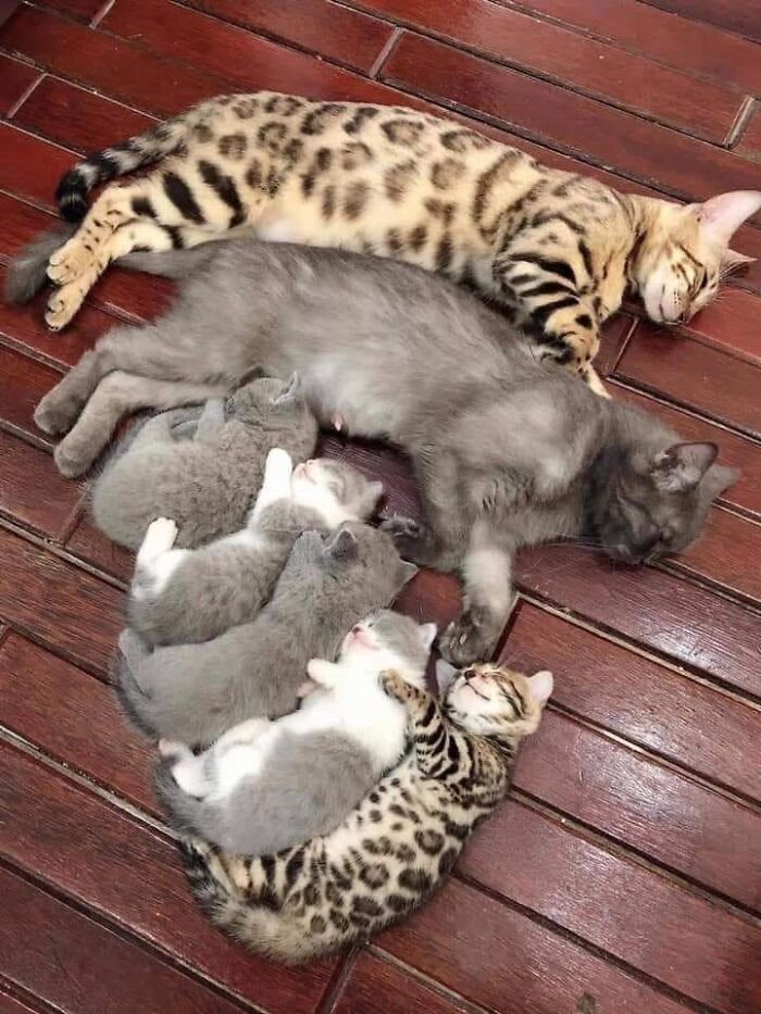 21 Heartwarming Photos Of Mama Cats And Their Kittens That Show A Mother’s Love Is Truly Special