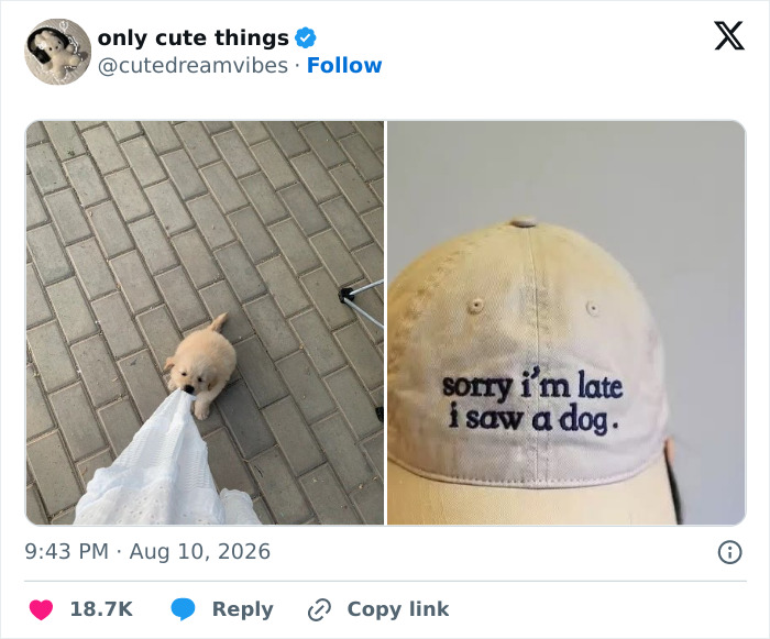 Cute puppy tugging on a dress restores faith in adorable little things