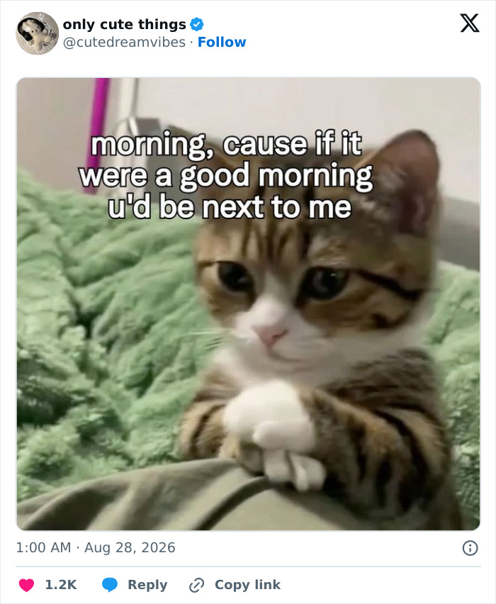 Cute kitten cuddling soft blanket with morning message about the little things