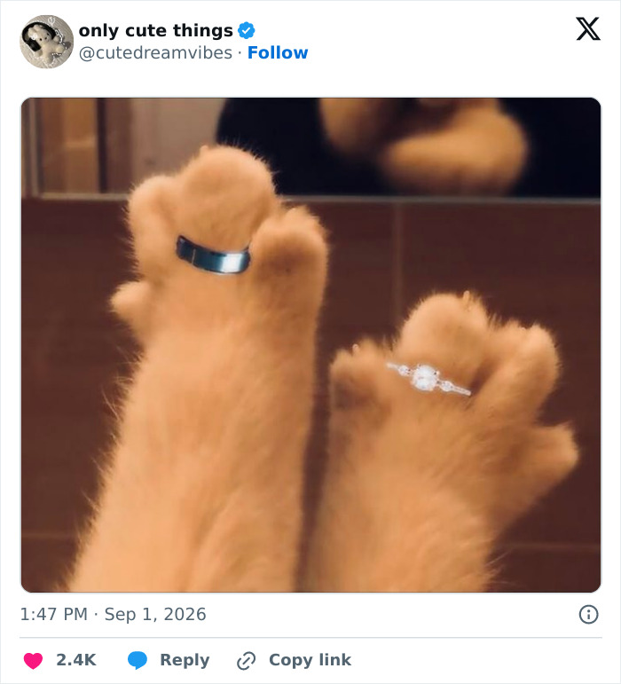 Close-up of a cat's paws with wedding rings on its toes