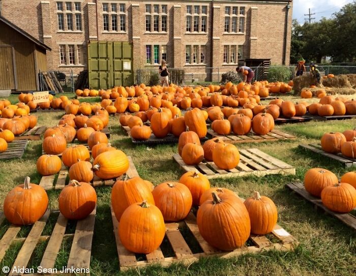 Large collection of orange pumpkins displayed outdoors on wooden pallets in a pumpkin patch.