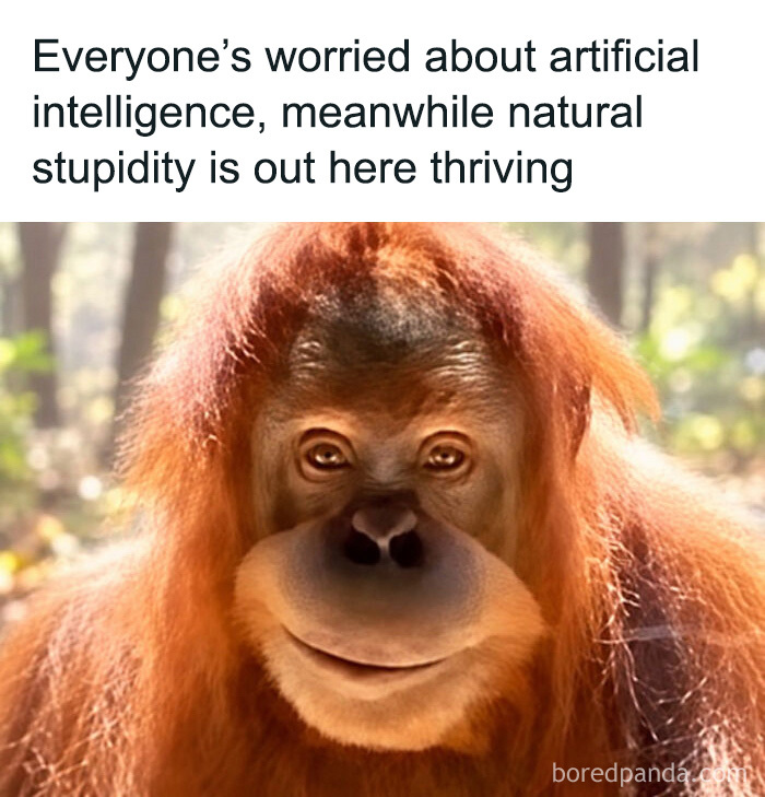 An orangutan with a funny expression featured in animal memes.