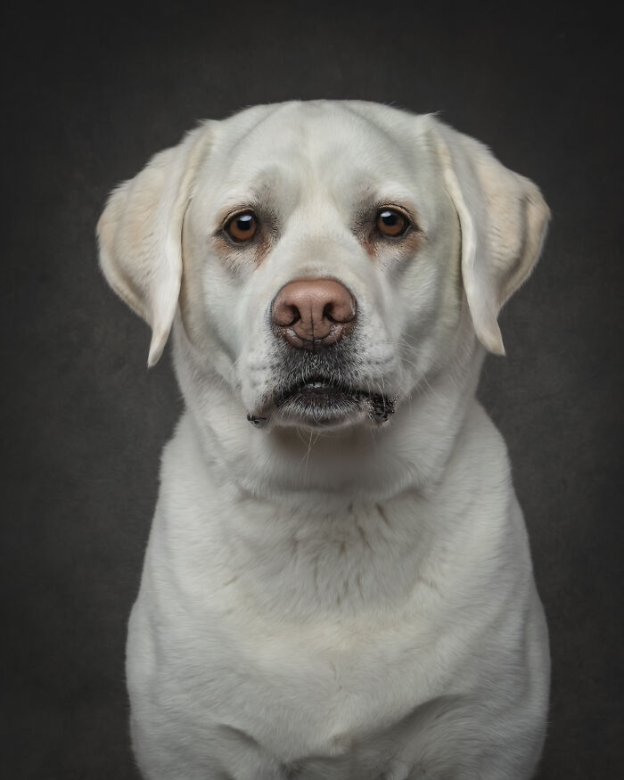Portrait of a white Labrador dog against dark background