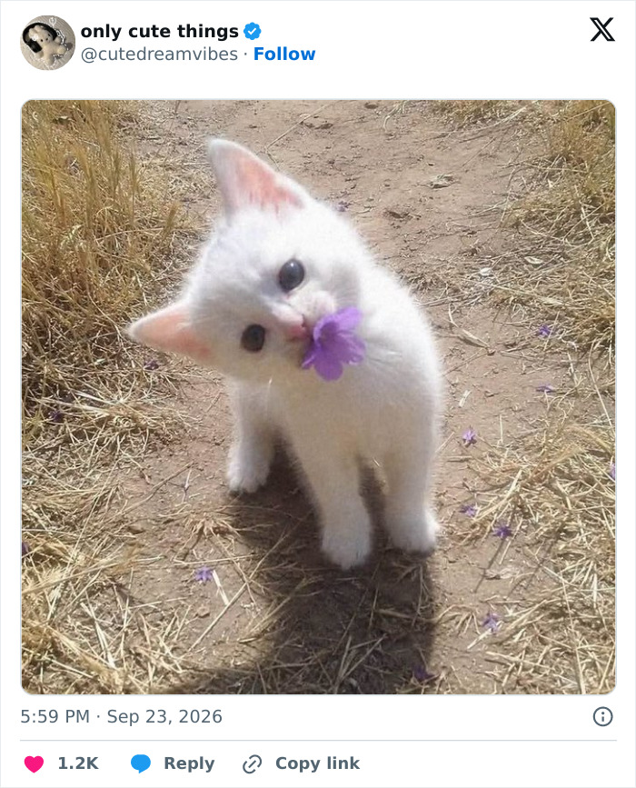 White kitten sniffing a purple flower while standing on a dirt path outdoors