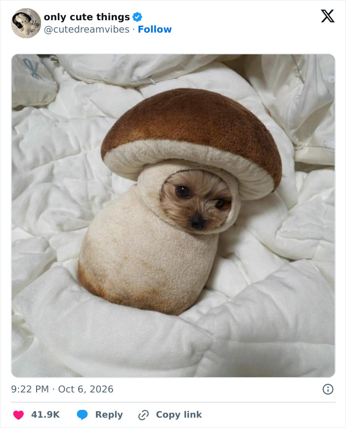 Small dog dressed in a mushroom costume on a white blanket