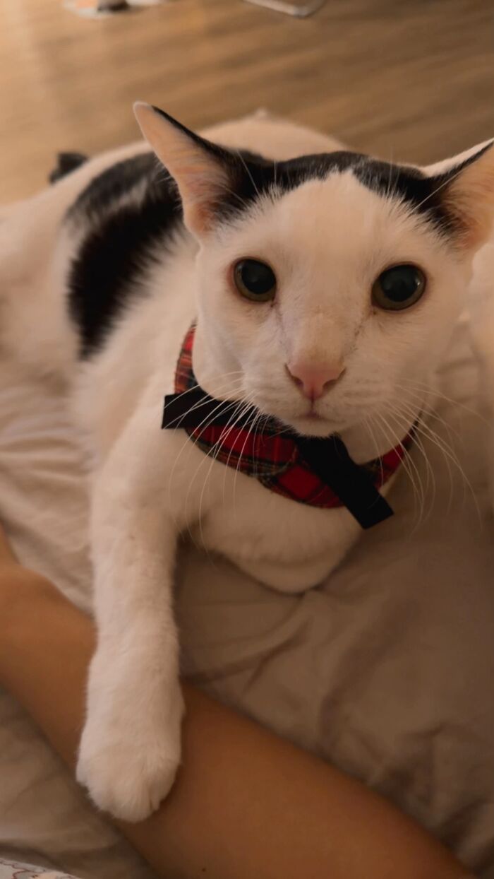 A white cat wearing a plaid bow tie looking at the camera, highlighting life stories lived alongside their pets.