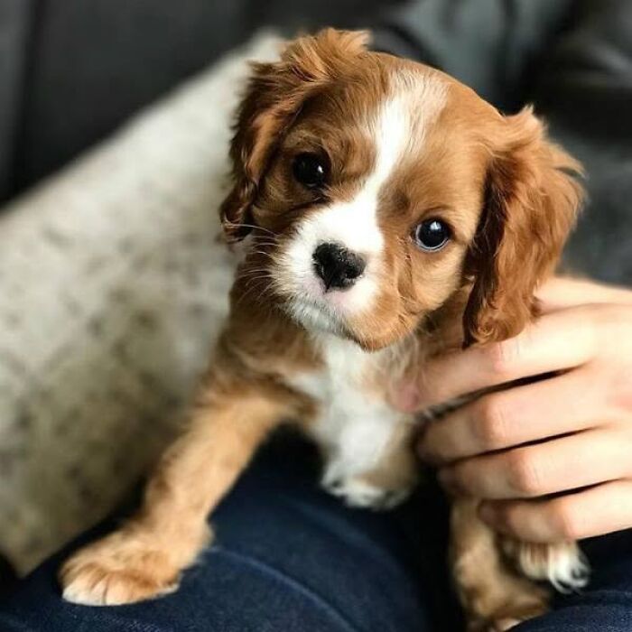 Cute brown and white Cavalier King Charles Spaniel looking closely in adorable puppy pics