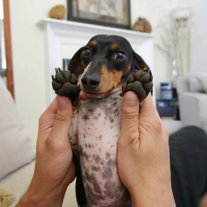 Person holding up a small dachshund dog showing paws for adorable puppy pics