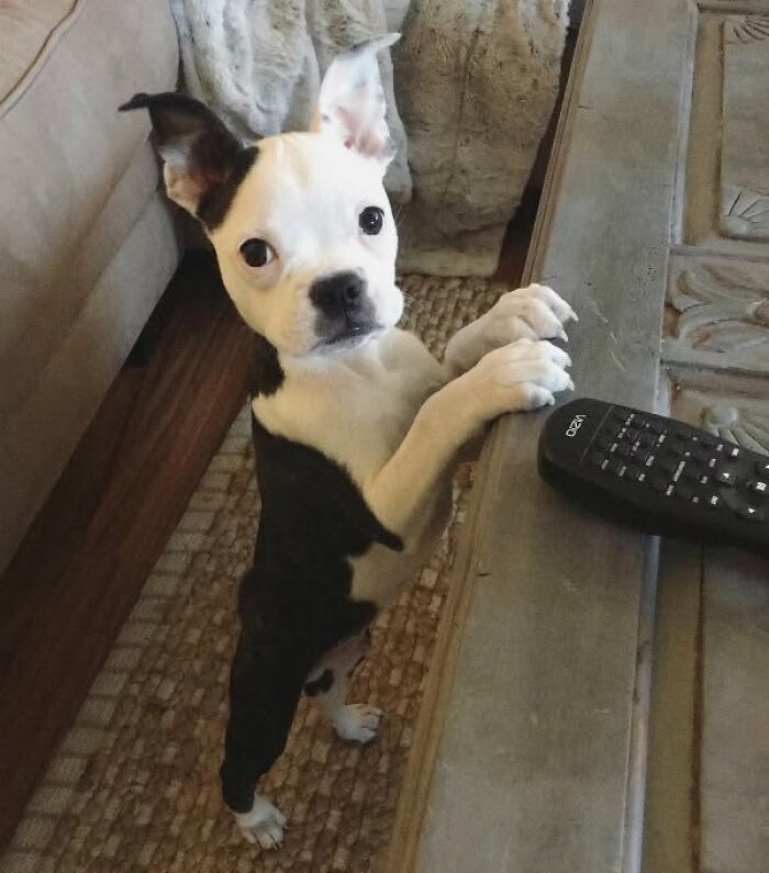 Adorable puppy pics showing a black and white puppy standing on hind legs by a TV remote