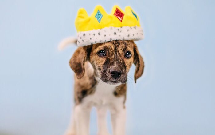 Small brindle puppy wearing a plush yellow toy crown in one of these adorable puppy pics