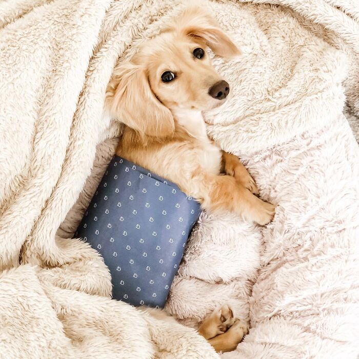 Cozy puppy pic of a light brown dachshund resting in a soft blanket