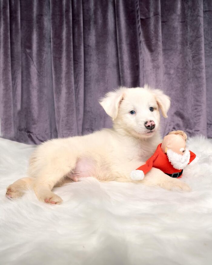 Fluffy white puppy pic of a pup lying on a rug with a Santa toy
